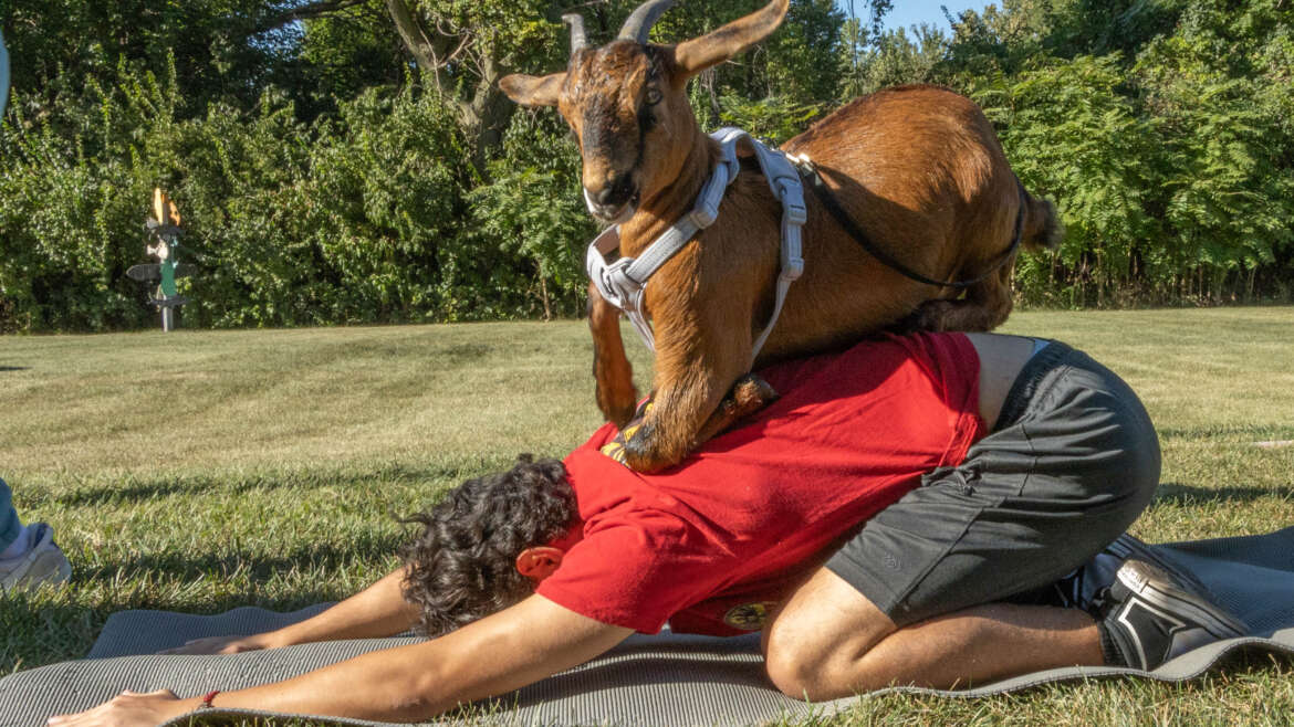 Goat Yoga!