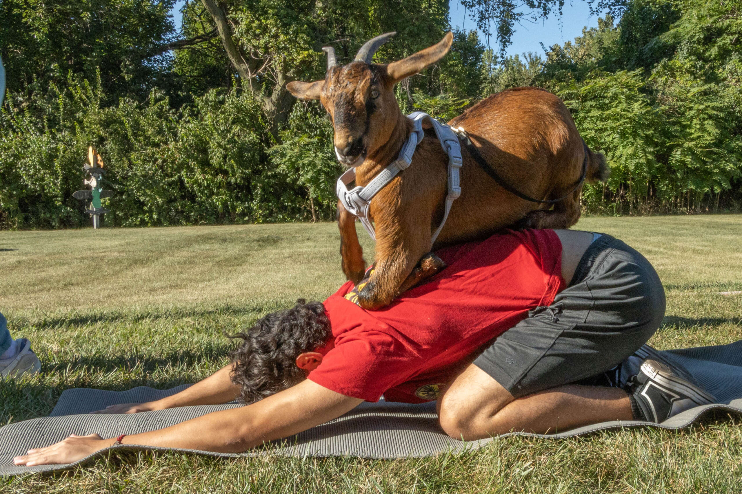 Goat Yoga!